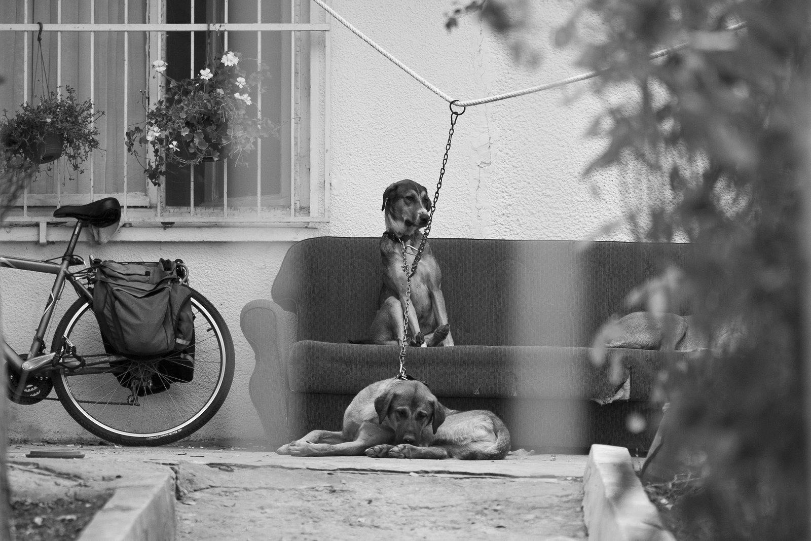 Direitos dos Animais